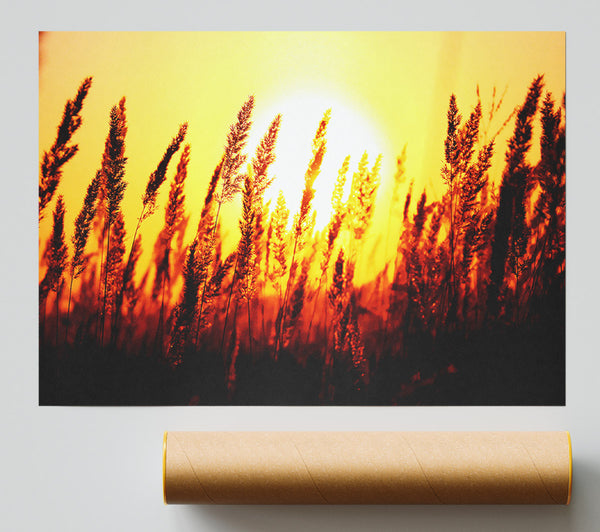 Beautiful Sun Rise Reeds Poster