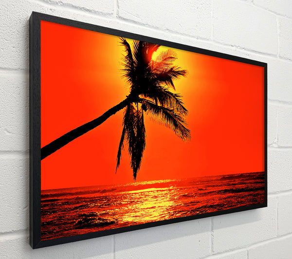 Palmtree Sunblaze