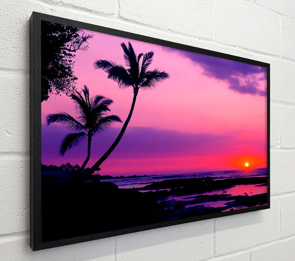 Blaze Of The Palmtree Sun