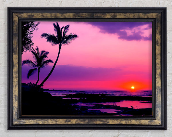 Blaze Of The Palmtree Sun Framed Print