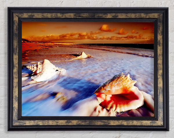 Shells From The Ocean Framed Print