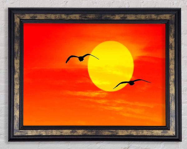 Seagulls At Sunrise Florida Framed Print