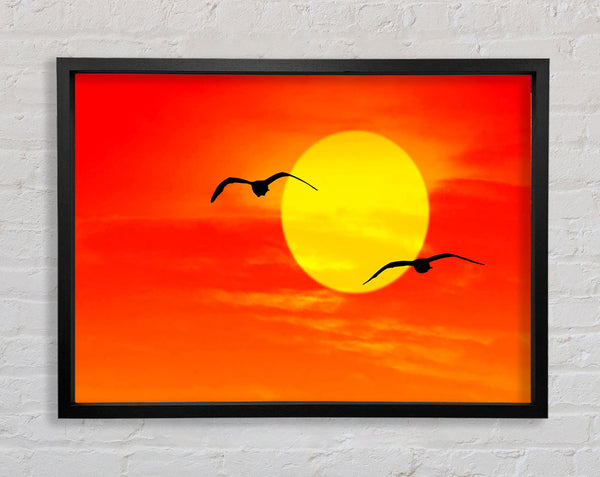 Seagulls At Sunrise Florida Framed Print