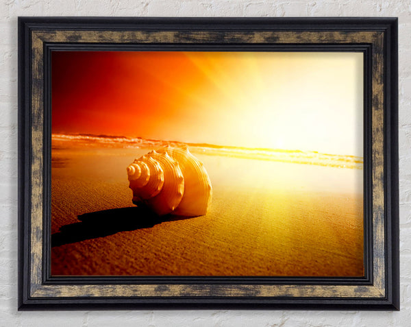 Seashell And Sun Framed Print