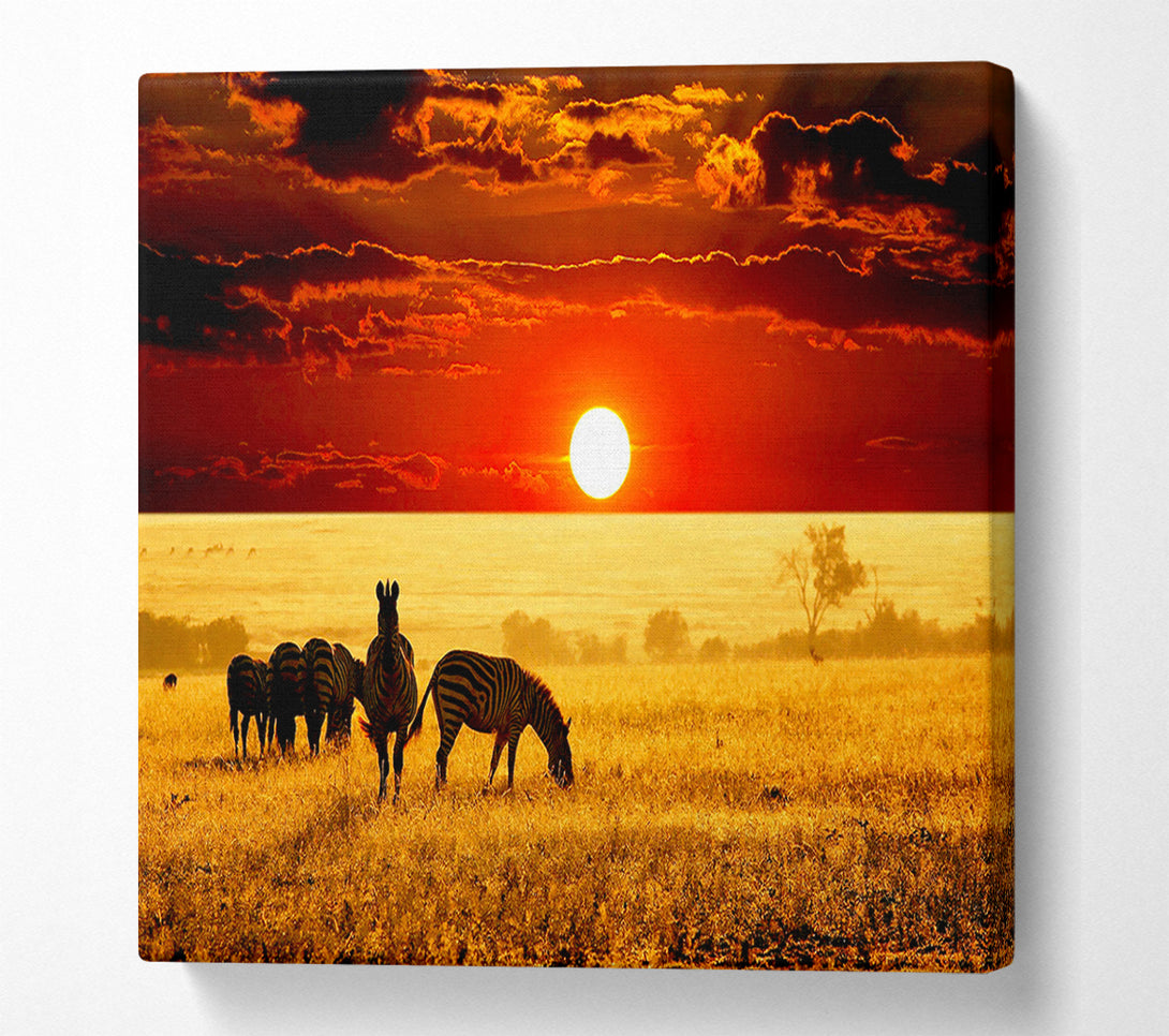  A Canvas Print of Zebras In The African Sun Canvas Print