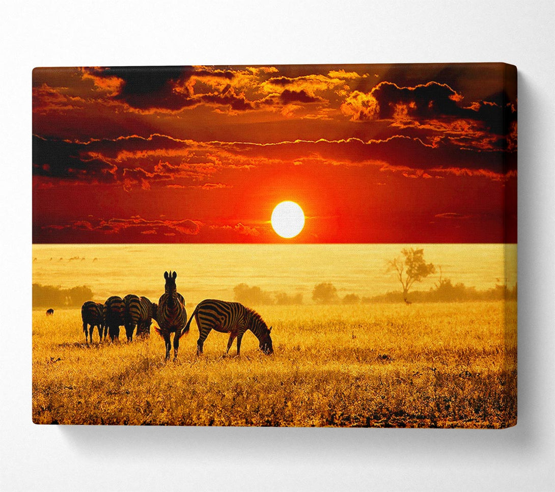  A Canvas Print of Zebras In The African Sun Canvas Print