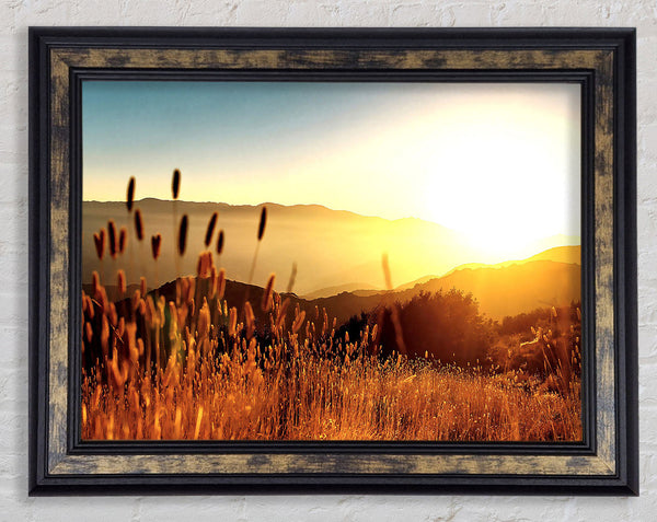 Late Summer Field Framed Print