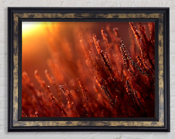Sun Glare Framed Print