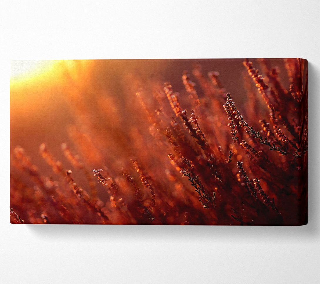  A Canvas Print of Sun Glare Canvas Print
