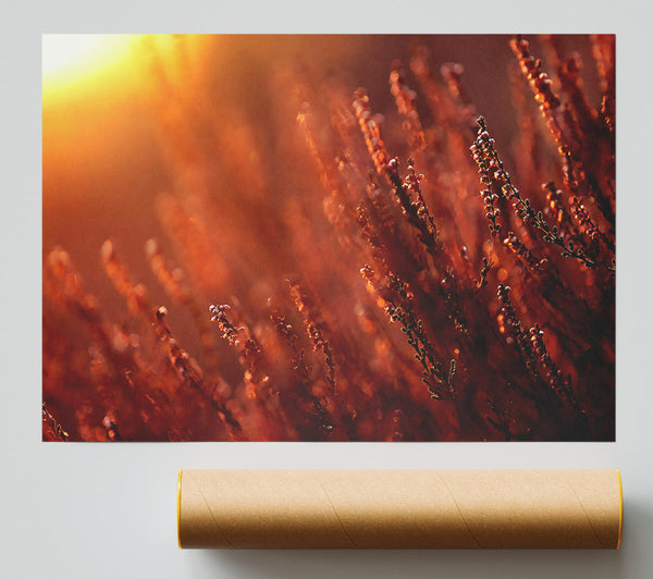 Sun Glare Giclee Print