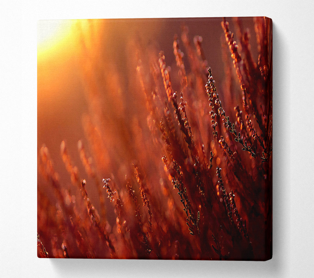  A Canvas Print of Sun Glare Canvas Print