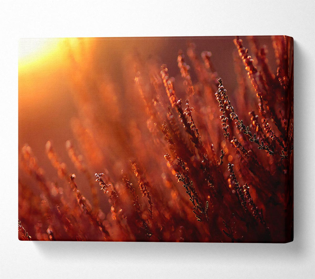  A Canvas Print of Sun Glare Canvas Print