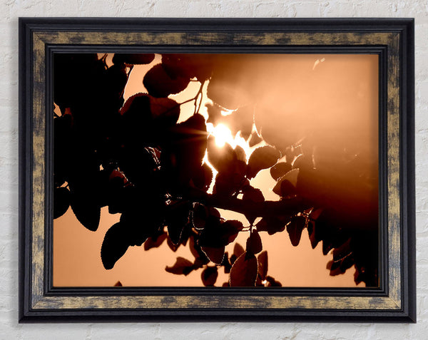 Sunlight Through Leaves Framed Print