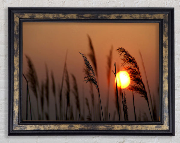 Reed Silhouette At Sunset Framed Print