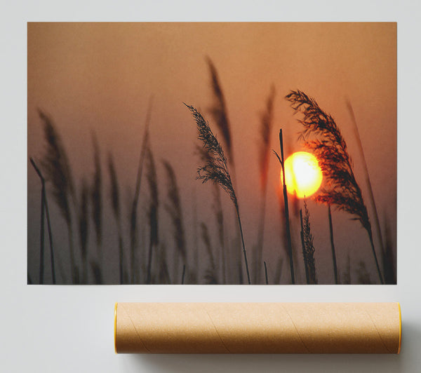 Reed Silhouette At Sunset Giclee Print