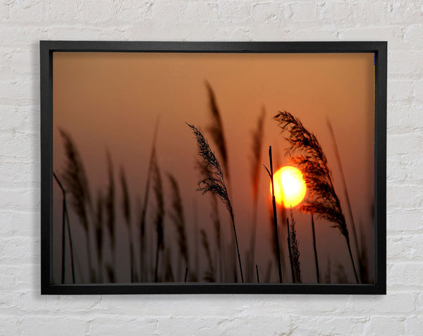 Reed Silhouette At Sunset Framed Print
