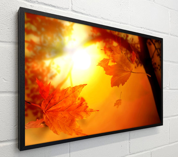 Orange Autumn