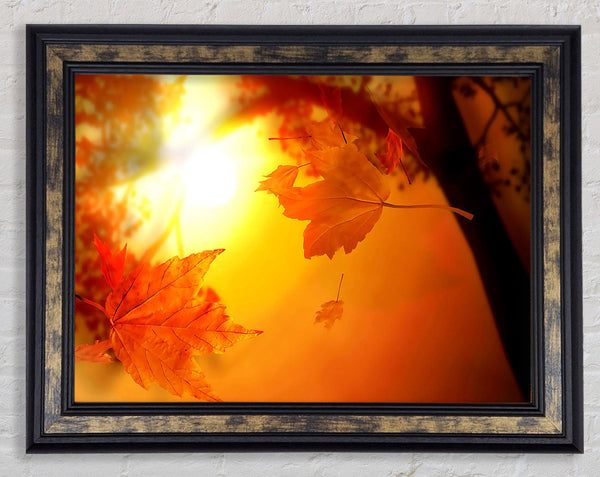 Orange Autumn Framed Print