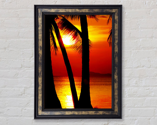 Golden Reflections Of The Palmtree Sun Framed Print