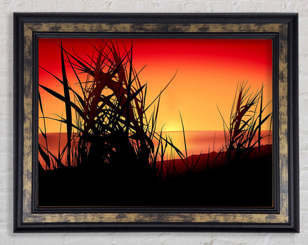 The Sunset Reeds Framed Print