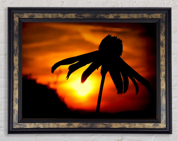 Sun Behind The Flower Framed Print