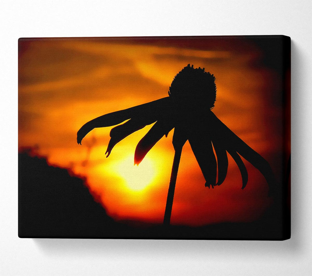  A Canvas Print of Sun Behind The Flower Canvas Wall Art