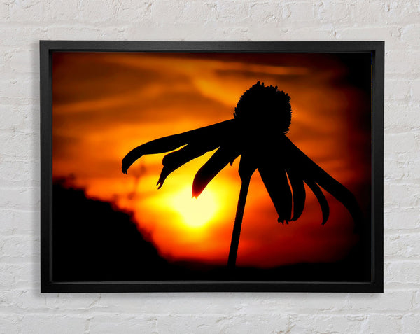 Sonne hinter der Blume