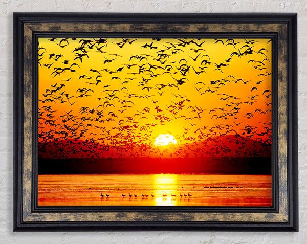 The Birds In The Golden Sunset Framed Print