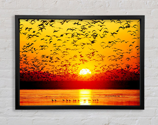 The Birds In The Golden Sunset Framed Print