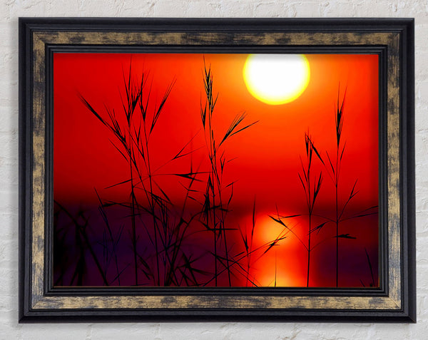 Sun Through The Red Reeds Framed Print