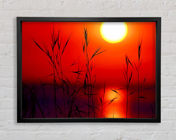 Sonne durch das rote Schilf