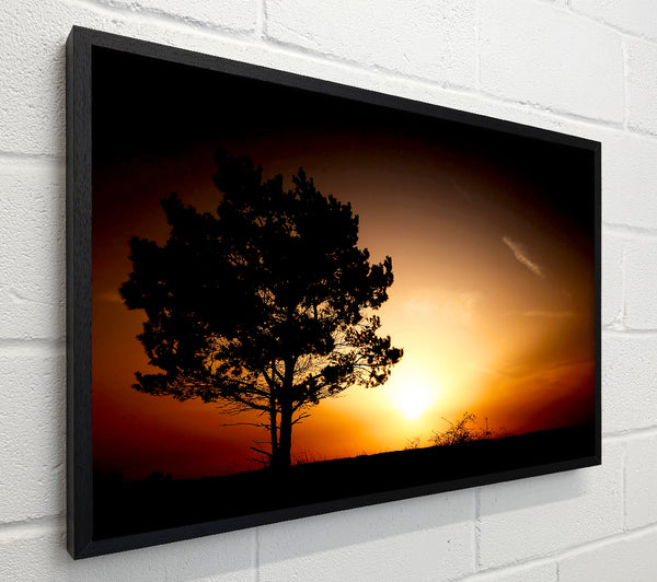 Sunrise Tree