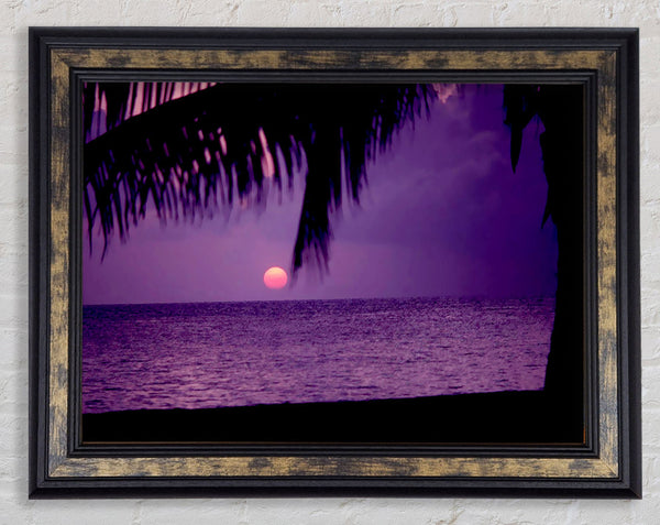 Sun Down Palm Purple Framed Print