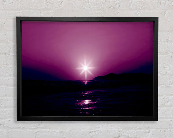 Sunstar Purple