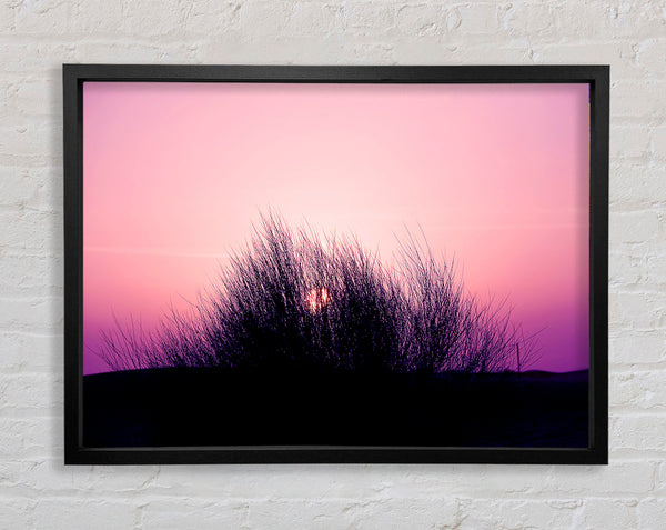 Die Sonne schilf rosa