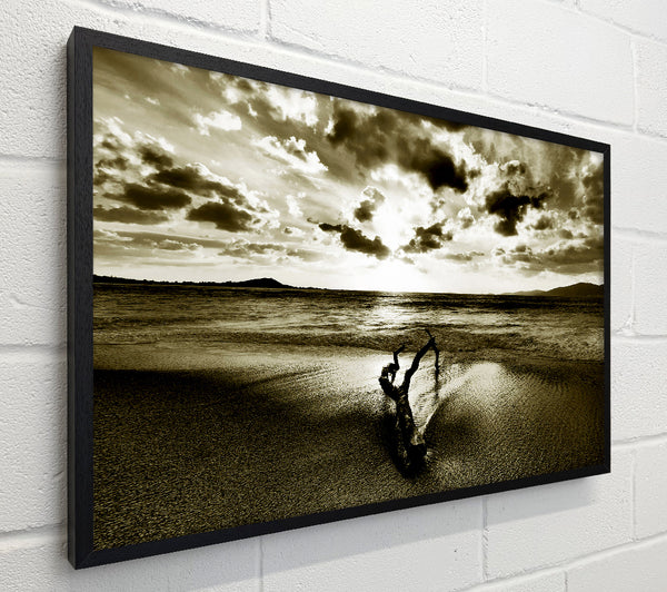 Driftwood Sepia