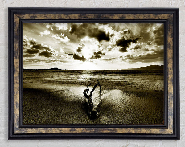 Driftwood Sepia Framed Print