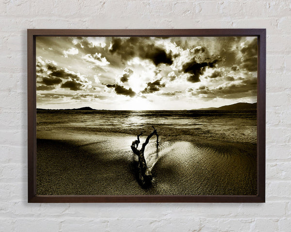 Treibholz Sepia