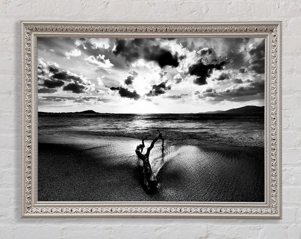 Driftwood B n W Framed Print