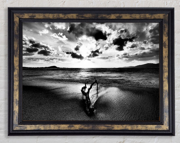 Driftwood B n W Framed Print