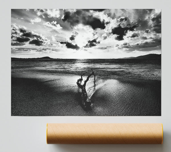 Driftwood B N W Print