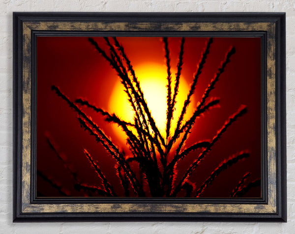 As The Sun Lights Up The Reeds Framed Print