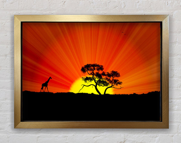 African Sunblaze