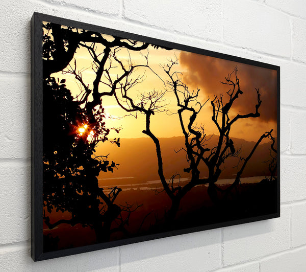 Caramel Tree Morning