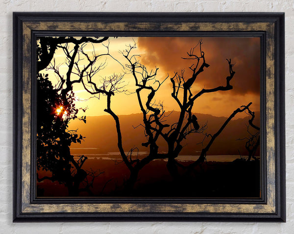 Caramel Tree Morning Framed Print