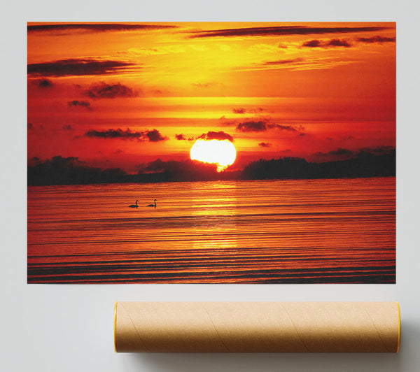 Swans On The Orange Ocean Reflection Giclee Print