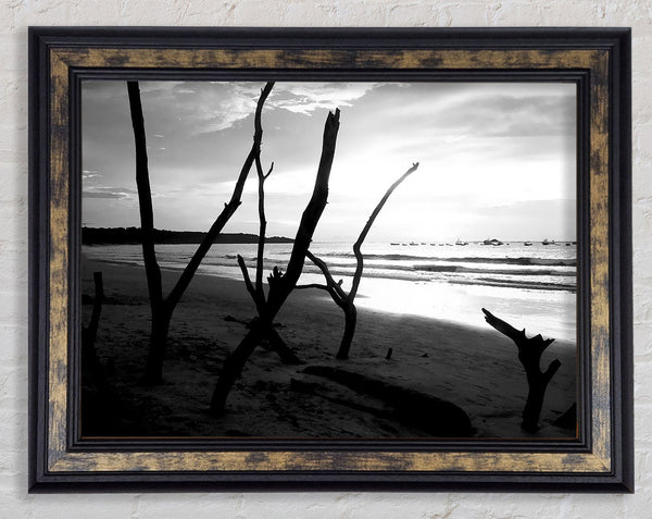 Driftwood Beach B n W Framed Print