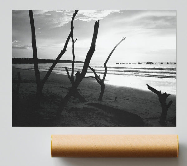 Driftwood Beach B N W Poster