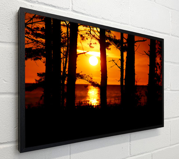 Orange Sunset Through The Trees