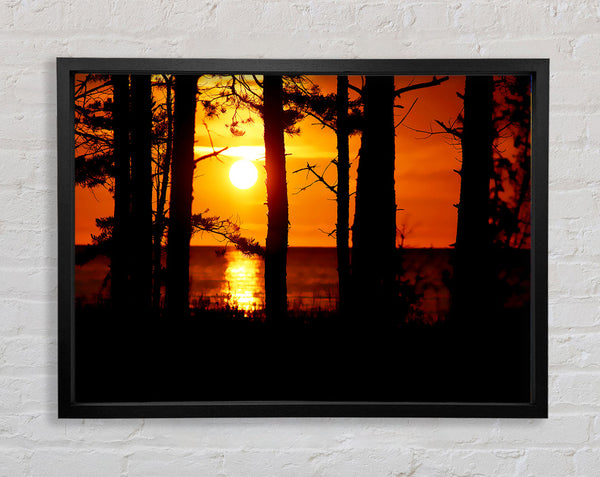 Orangefarbener Sonnenuntergang durch die Bäume